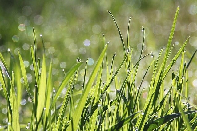 grass2